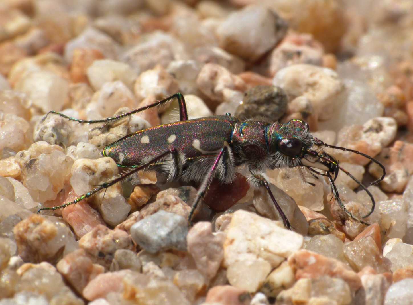 Calomera littoralis fiorii